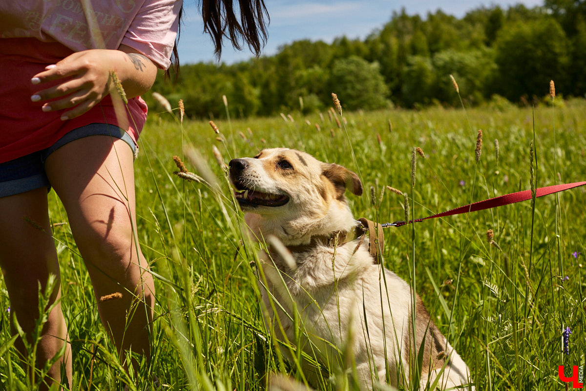 Те, у кого есть кошка или собака, знают, как бывает сложно с питомцем. А представьте сразу несколько десятков или сотен хвостиков, за которых нужно нести ответственность? Однако трудностями с питанием и выгулом эта деятельность не ограничивается. Во Владимирской области приютам приходится сталкиваться с куда более суровыми реалиями…