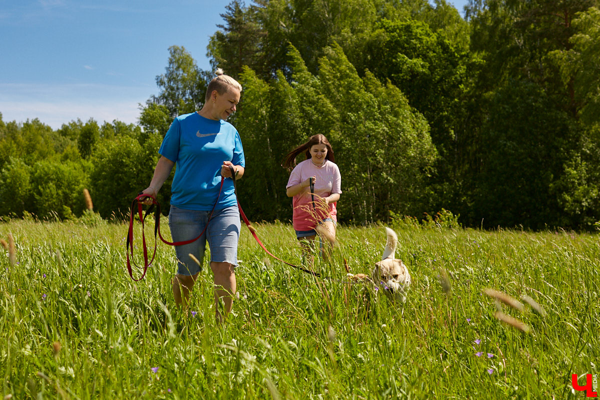 Те, у кого есть кошка или собака, знают, как бывает сложно с питомцем. А представьте сразу несколько десятков или сотен хвостиков, за которых нужно нести ответственность? Однако трудностями с питанием и выгулом эта деятельность не ограничивается. Во Владимирской области приютам приходится сталкиваться с куда более суровыми реалиями…