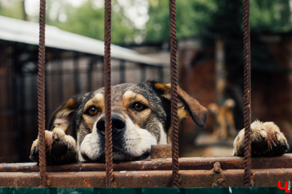 Те, у кого есть кошка или собака, знают, как бывает сложно с питомцем. А представьте сразу несколько десятков или сотен хвостиков, за которых нужно нести ответственность? Однако трудностями с питанием и выгулом эта деятельность не ограничивается. Во Владимирской области приютам приходится сталкиваться с куда более суровыми реалиями…