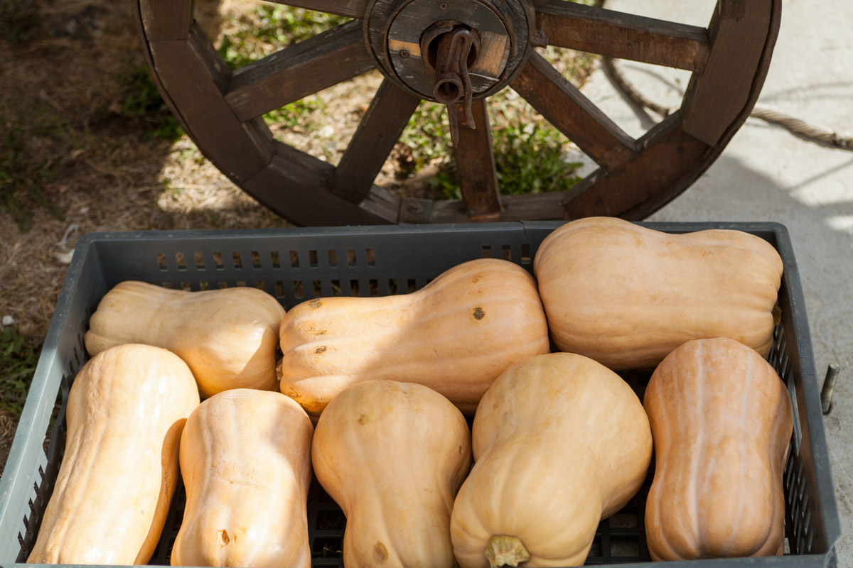 Суздаль готовится принять одно из самых ярких событий этого года. В городе-музее запланирован фестиваль гастрономии и воздухоплавания. Праздник пройдет на территории Главного туристического комплекса, и пропустить его никак нельзя!