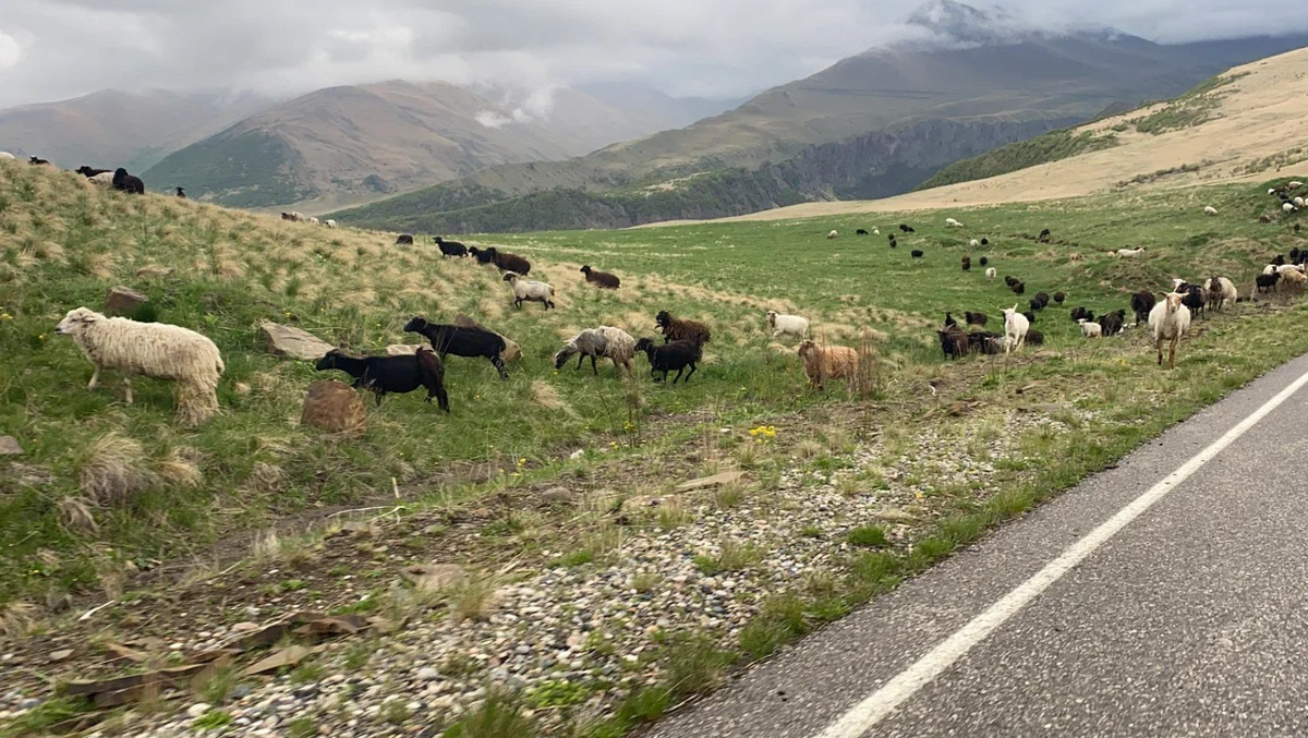 Ваше величество Кавказ! Захватывающие виды, мистическая атмосфера прошлого, яркая самобытность. Этим летом съемочная команда из Владимира открыла для себя живописные просторы Чечни и Дагестана. Ребята запечатлели их с высоты птичьего полета для новых VR-фильмов, а также поделились с нами советами для экономного путешествия по республикам.