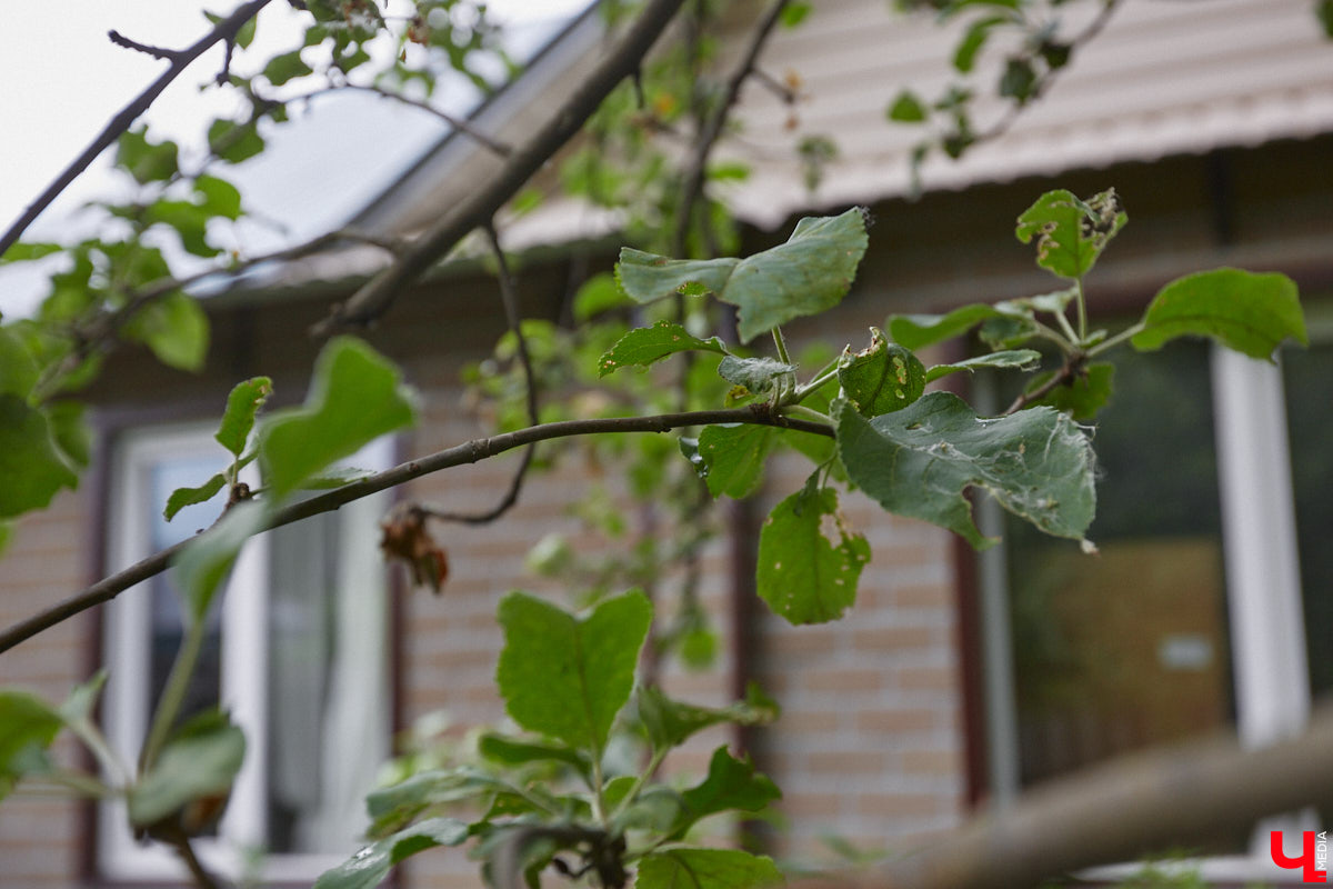 Неизвестно, появился        ли        бы уникальный арт-объект на        заборе в        Добром, если        бы у        керамиста Елизаветы Комаровой не        было дома с        собственной мастерской. Рассказываем про грандиозную реконструкцию семейного гнездышка на        перекрестке Погодина и        Восточной, где все сделано своими руками. А        главное        — с        любовью. Ну        и, разумеется, показываем, как из        заурядной сельской избы с        комнатами-клетушками владимирцы создали дом мечты с        совершенно неповторимым обликом.