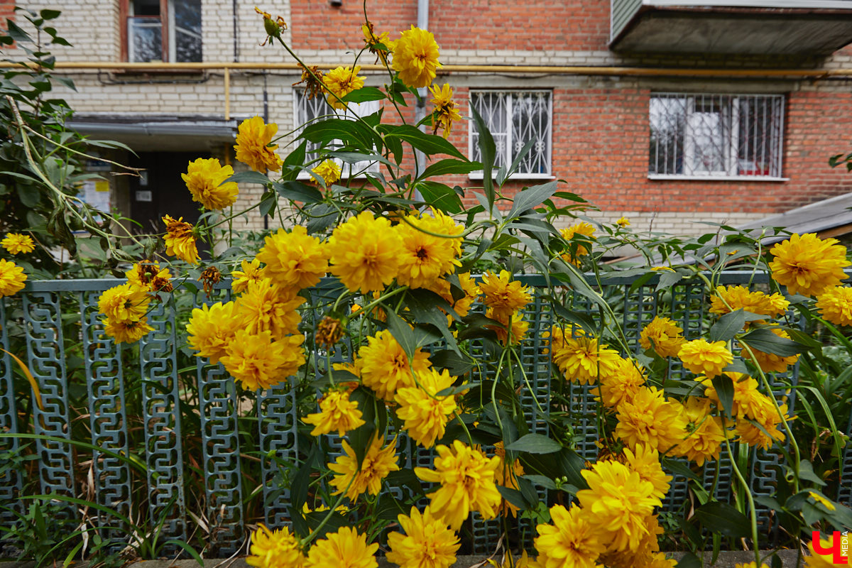 Свернув с широкой улицы Горького, попадаешь... нет, не в Нарнию, а в спальный район с душевной атмосферой. Вероника Куженькина живет на Всполье уже 23 года и знает там каждый уголок. По ним мы с ней и прогулялись в компании прелестной собаки Дольки, заглянув в ламповые дворики и парк с интересной историей.
