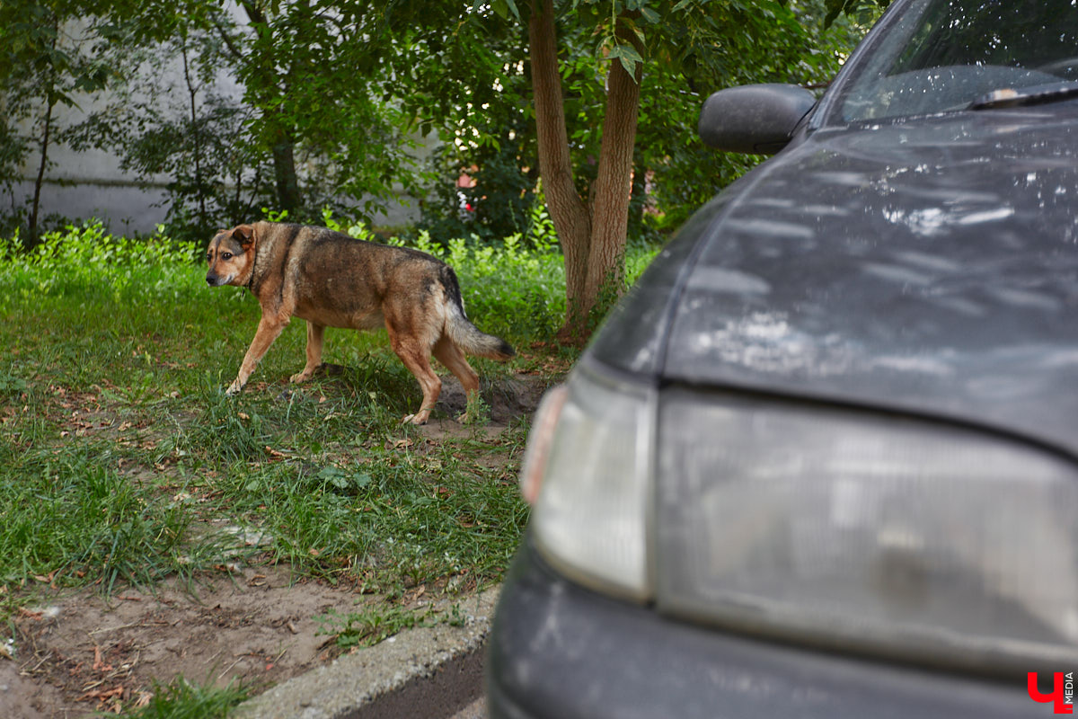 Свернув с широкой улицы Горького, попадаешь... нет, не в Нарнию, а в спальный район с душевной атмосферой. Вероника Куженькина живет на Всполье уже 23 года и знает там каждый уголок. По ним мы с ней и прогулялись в компании прелестной собаки Дольки, заглянув в ламповые дворики и парк с интересной историей.