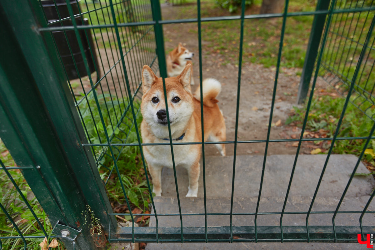 Свернув с широкой улицы Горького, попадаешь... нет, не в Нарнию, а в спальный район с душевной атмосферой. Вероника Куженькина живет на Всполье уже 23 года и знает там каждый уголок. По ним мы с ней и прогулялись в компании прелестной собаки Дольки, заглянув в ламповые дворики и парк с интересной историей.