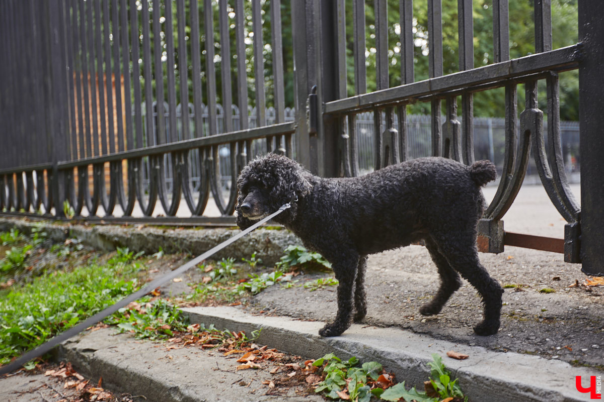 Свернув с широкой улицы Горького, попадаешь... нет, не в Нарнию, а в спальный район с душевной атмосферой. Вероника Куженькина живет на Всполье уже 23 года и знает там каждый уголок. По ним мы с ней и прогулялись в компании прелестной собаки Дольки, заглянув в ламповые дворики и парк с интересной историей.