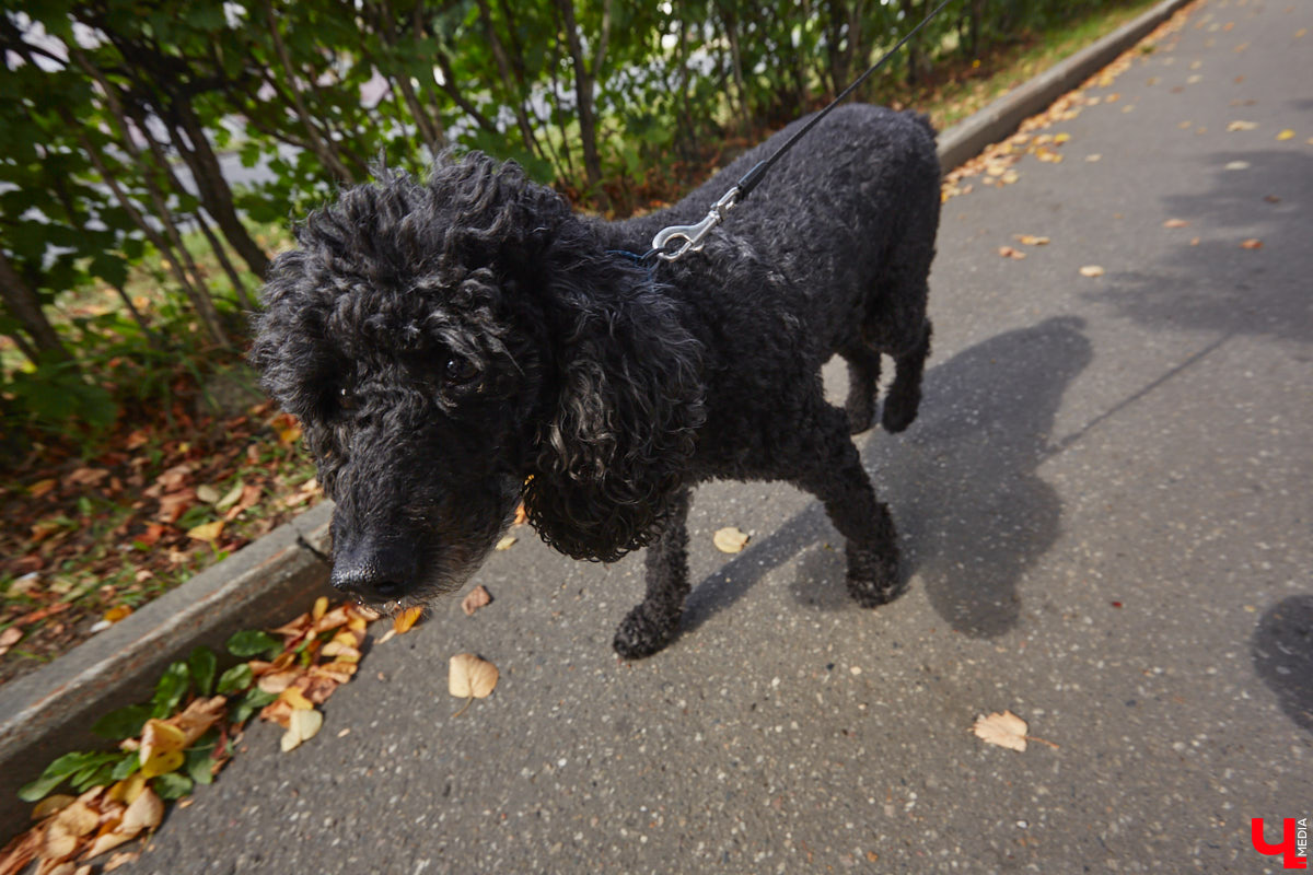 Свернув с широкой улицы Горького, попадаешь... нет, не в Нарнию, а в спальный район с душевной атмосферой. Вероника Куженькина живет на Всполье уже 23 года и знает там каждый уголок. По ним мы с ней и прогулялись в компании прелестной собаки Дольки, заглянув в ламповые дворики и парк с интересной историей.