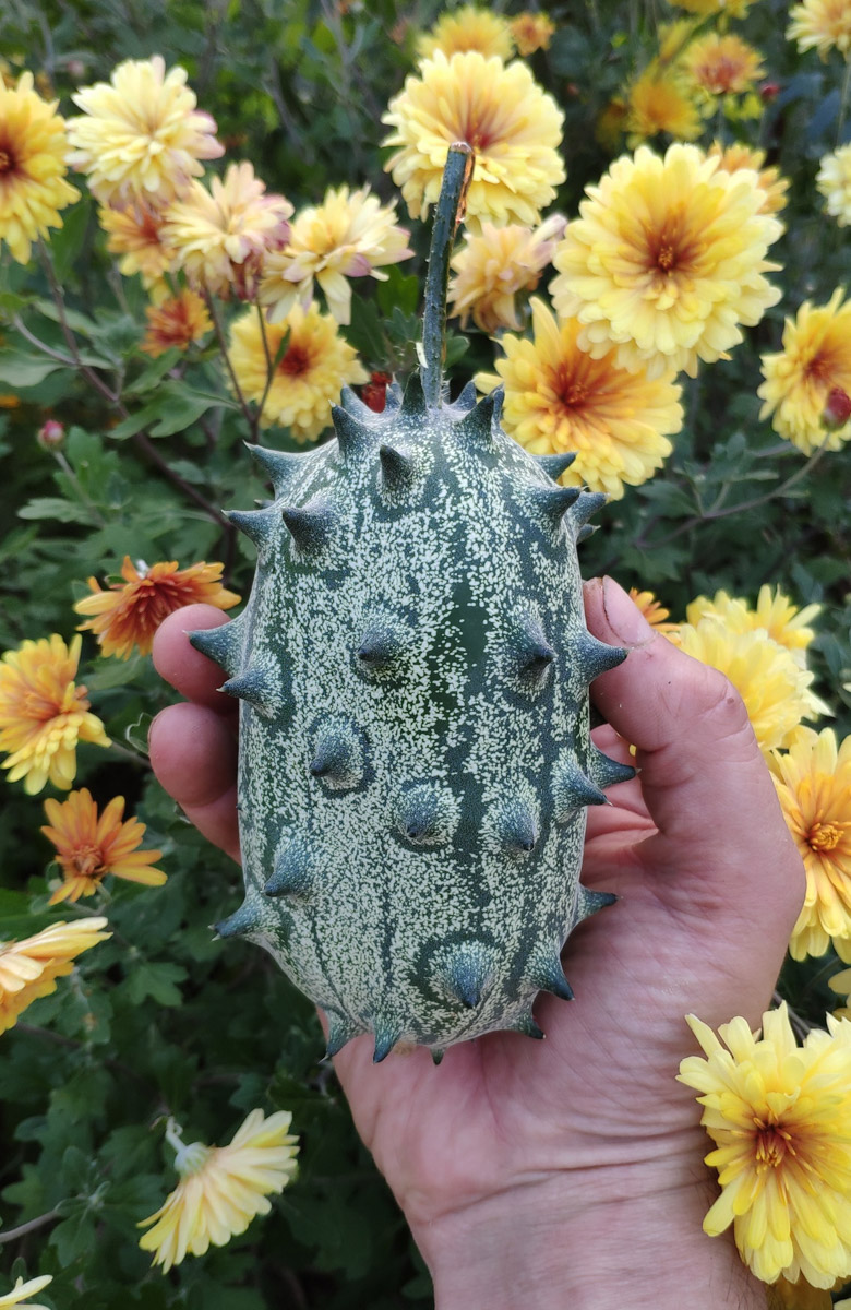 На телеканале «Пятница!» вышла новая серия реалити-шоу «Четыре дачи». Участие в нем приняли жители Золотого кольца России, причем двое из 33-го региона. Оба пусть и не победили, зато заняли призовые места. О том, как проходили съемки и что осталось за кадром, они рассказали «Ключ-Медиа».