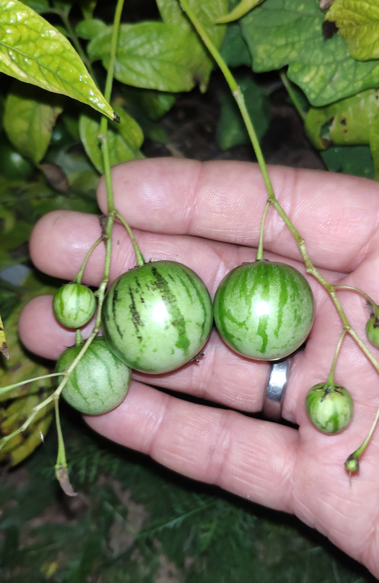 На телеканале «Пятница!» вышла новая серия реалити-шоу «Четыре дачи». Участие в нем приняли жители Золотого кольца России, причем двое из 33-го региона. Оба пусть и не победили, зато заняли призовые места. О том, как проходили съемки и что осталось за кадром, они рассказали «Ключ-Медиа».