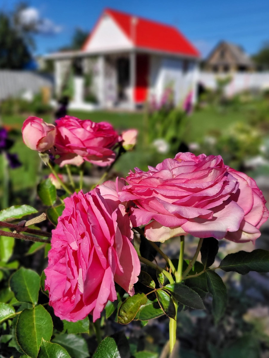 На телеканале «Пятница!» вышла новая серия реалити-шоу «Четыре дачи». Участие в нем приняли жители Золотого кольца России, причем двое из 33-го региона. Оба пусть и не победили, зато заняли призовые места. О том, как проходили съемки и что осталось за кадром, они рассказали «Ключ-Медиа».