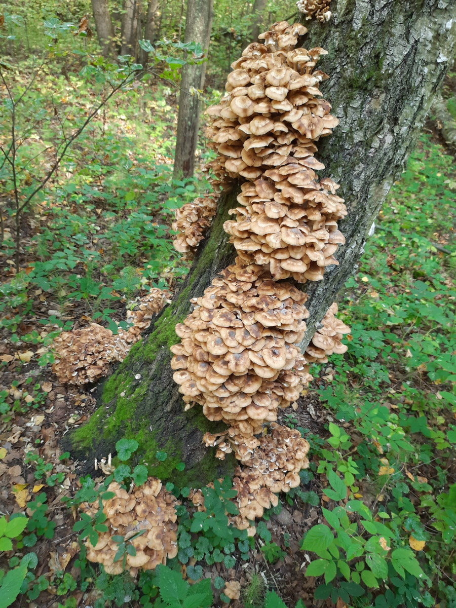 Жители Владимирской области не теряют время зря. В погожие деньки они с удовольствием гуляют по лесу с корзинками. И результаты тихой охоты впечатляют. В регионе настоящий грибной бум.