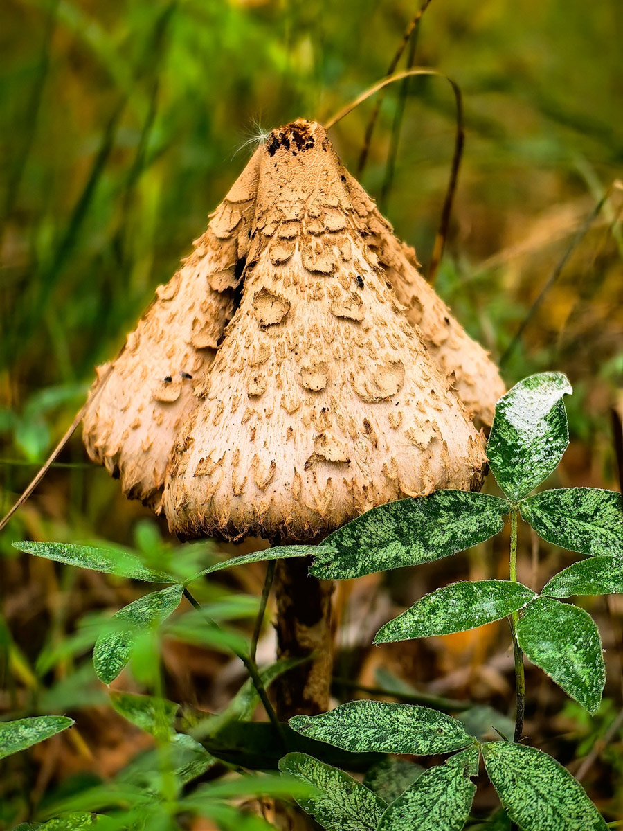 Жители Владимирской области не теряют время зря. В погожие деньки они с удовольствием гуляют по лесу с корзинками. И результаты тихой охоты впечатляют. В регионе настоящий грибной бум.