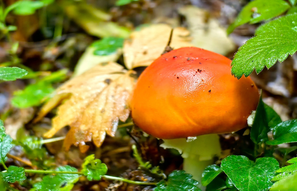 Жители Владимирской области не теряют время зря. В погожие деньки они с удовольствием гуляют по лесу с корзинками. И результаты тихой охоты впечатляют. В регионе настоящий грибной бум.