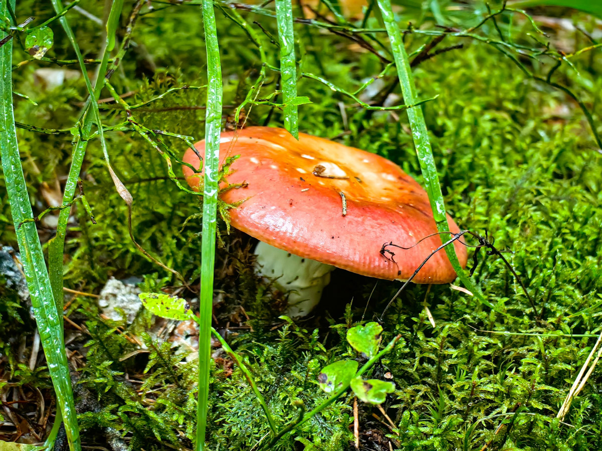 Жители Владимирской области не теряют время зря. В погожие деньки они с удовольствием гуляют по лесу с корзинками. И результаты тихой охоты впечатляют. В регионе настоящий грибной бум.