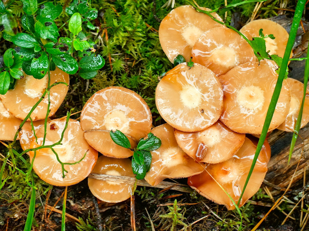 Жители Владимирской области не теряют время зря. В погожие деньки они с удовольствием гуляют по лесу с корзинками. И результаты тихой охоты впечатляют. В регионе настоящий грибной бум.