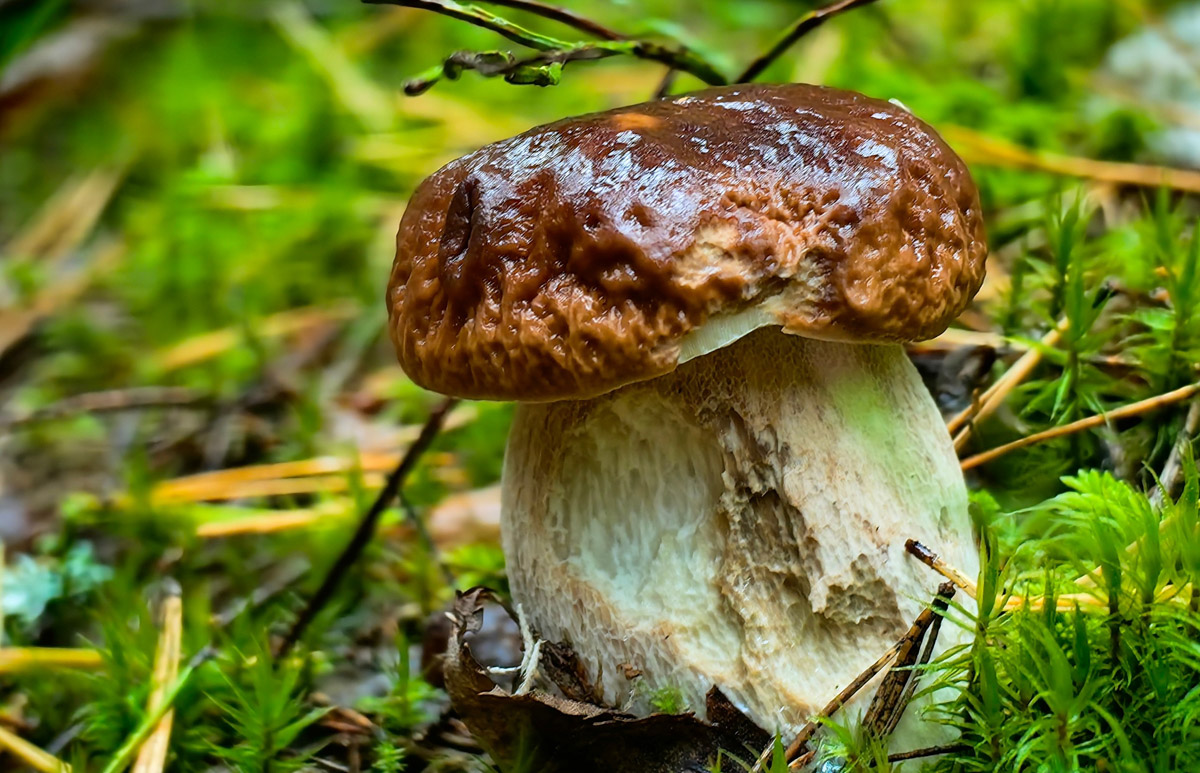 Жители Владимирской области не теряют время зря. В погожие деньки они с удовольствием гуляют по лесу с корзинками. И результаты тихой охоты впечатляют. В регионе настоящий грибной бум.
