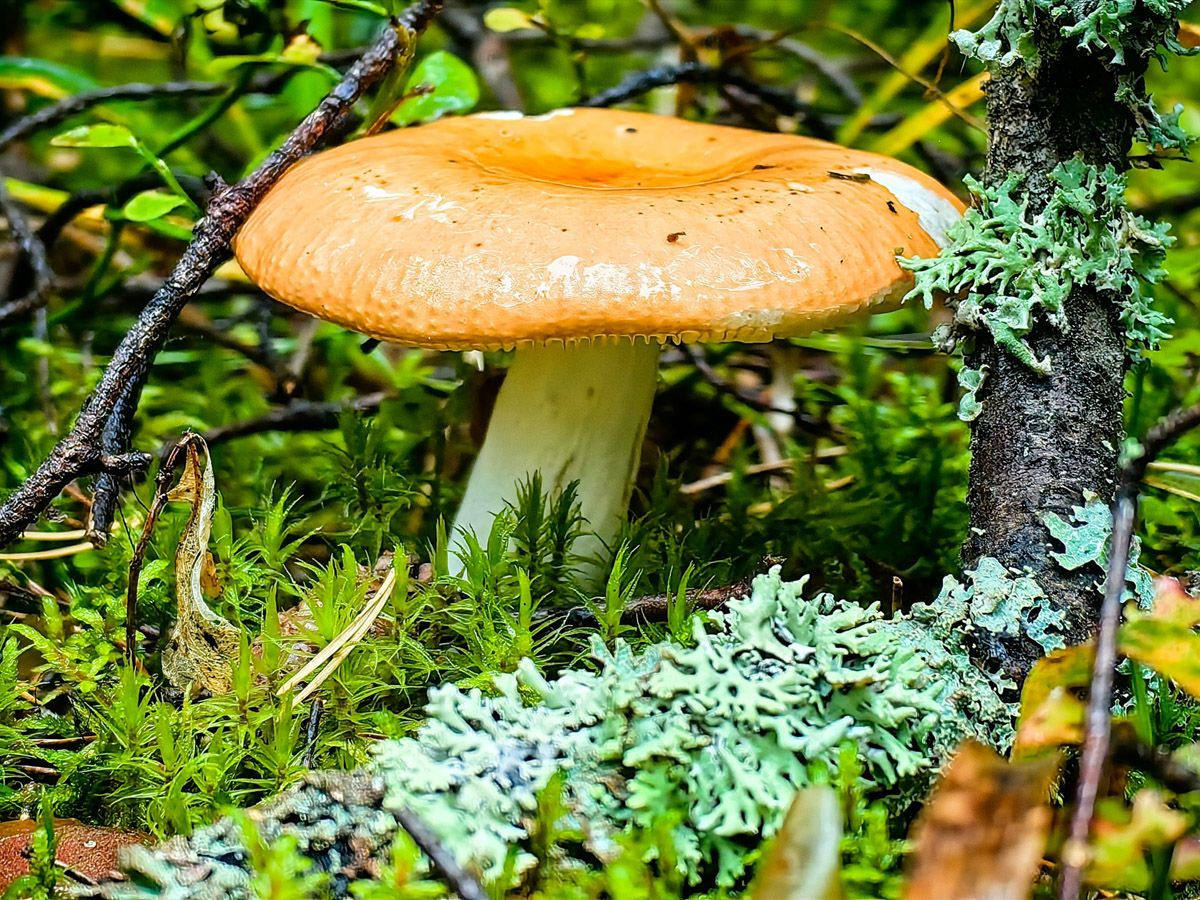 Жители Владимирской области не теряют время зря. В погожие деньки они с удовольствием гуляют по лесу с корзинками. И результаты тихой охоты впечатляют. В регионе настоящий грибной бум.