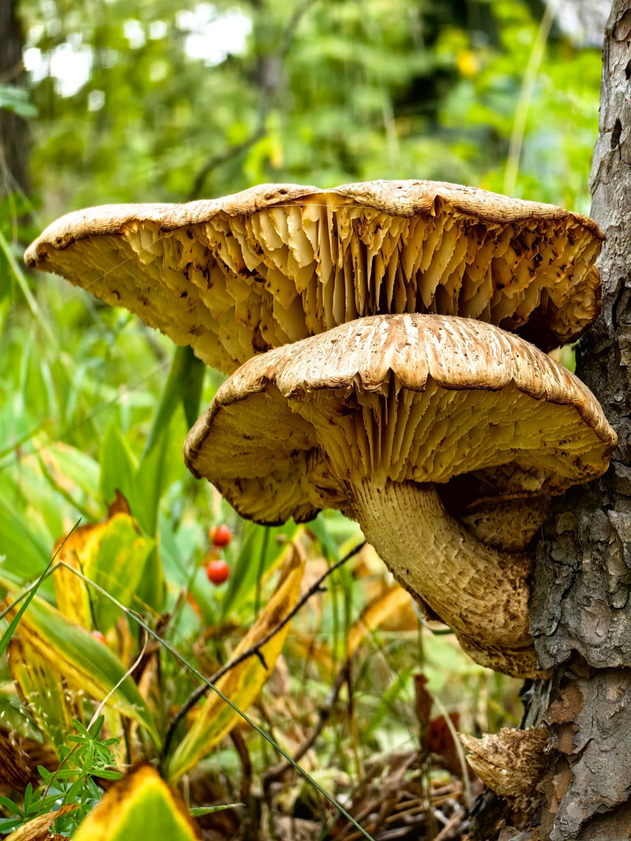 Жители Владимирской области не теряют время зря. В погожие деньки они с удовольствием гуляют по лесу с корзинками. И результаты тихой охоты впечатляют. В регионе настоящий грибной бум.