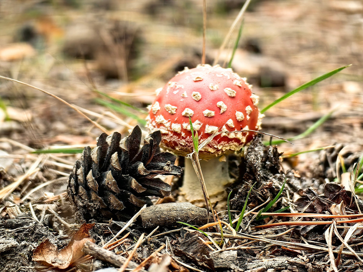 Жители Владимирской области не теряют время зря. В погожие деньки они с удовольствием гуляют по лесу с корзинками. И результаты тихой охоты впечатляют. В регионе настоящий грибной бум.