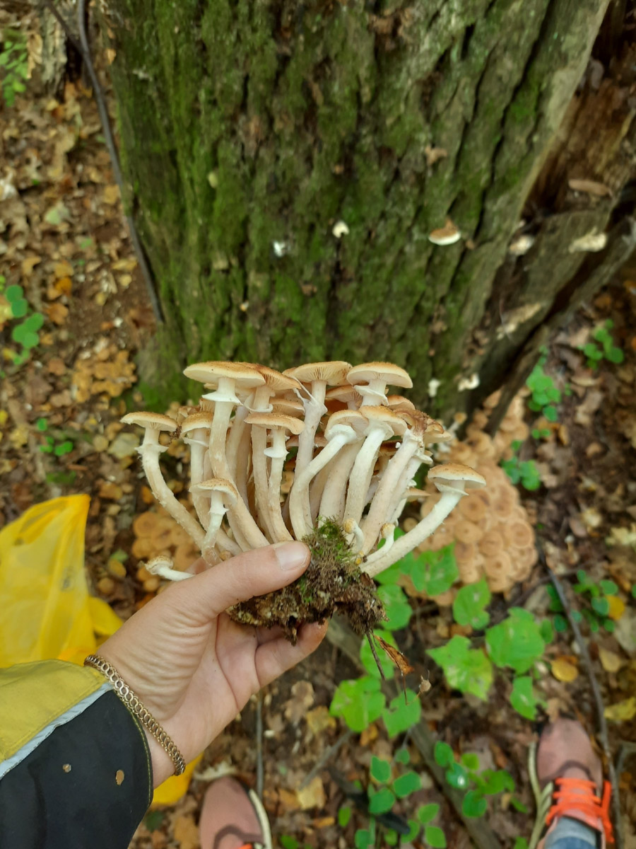 Жители Владимирской области не теряют время зря. В погожие деньки они с удовольствием гуляют по лесу с корзинками. И результаты тихой охоты впечатляют. В регионе настоящий грибной бум.