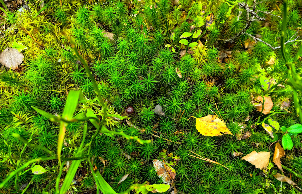 Жители Владимирской области не теряют время зря. В погожие деньки они с удовольствием гуляют по лесу с корзинками. И результаты тихой охоты впечатляют. В регионе настоящий грибной бум.