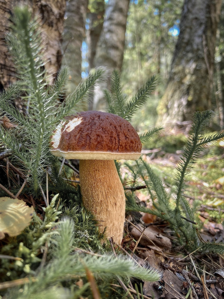 Жители Владимирской области не теряют время зря. В погожие деньки они с удовольствием гуляют по лесу с корзинками. И результаты тихой охоты впечатляют. В регионе настоящий грибной бум.