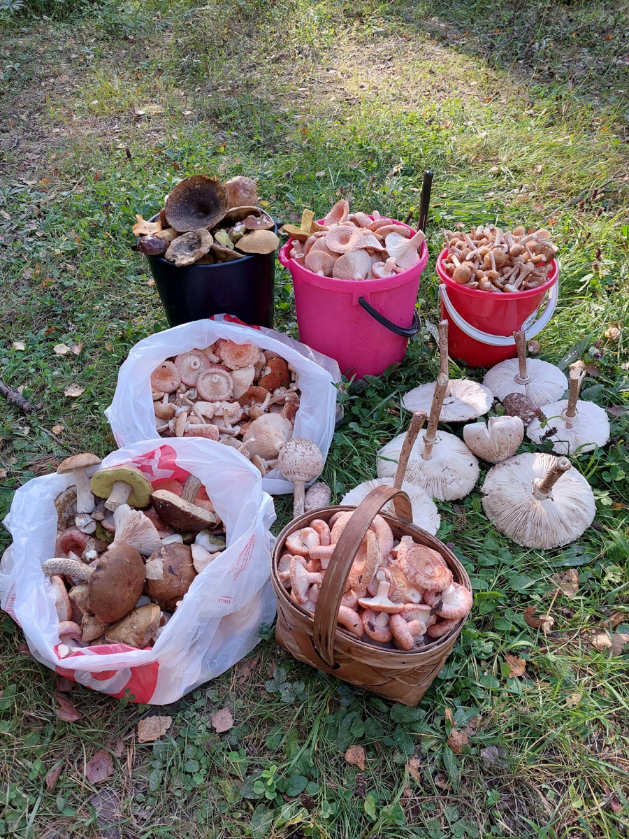 Жители Владимирской области не теряют время зря. В погожие деньки они с удовольствием гуляют по лесу с корзинками. И результаты тихой охоты впечатляют. В регионе настоящий грибной бум.