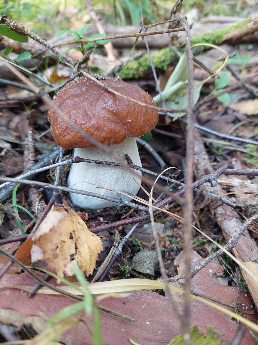Жители Владимирской области не теряют время зря. В погожие деньки они с удовольствием гуляют по лесу с корзинками. И результаты тихой охоты впечатляют. В регионе настоящий грибной бум.