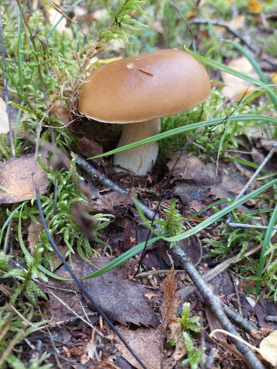 Жители Владимирской области не теряют время зря. В погожие деньки они с удовольствием гуляют по лесу с корзинками. И результаты тихой охоты впечатляют. В регионе настоящий грибной бум.