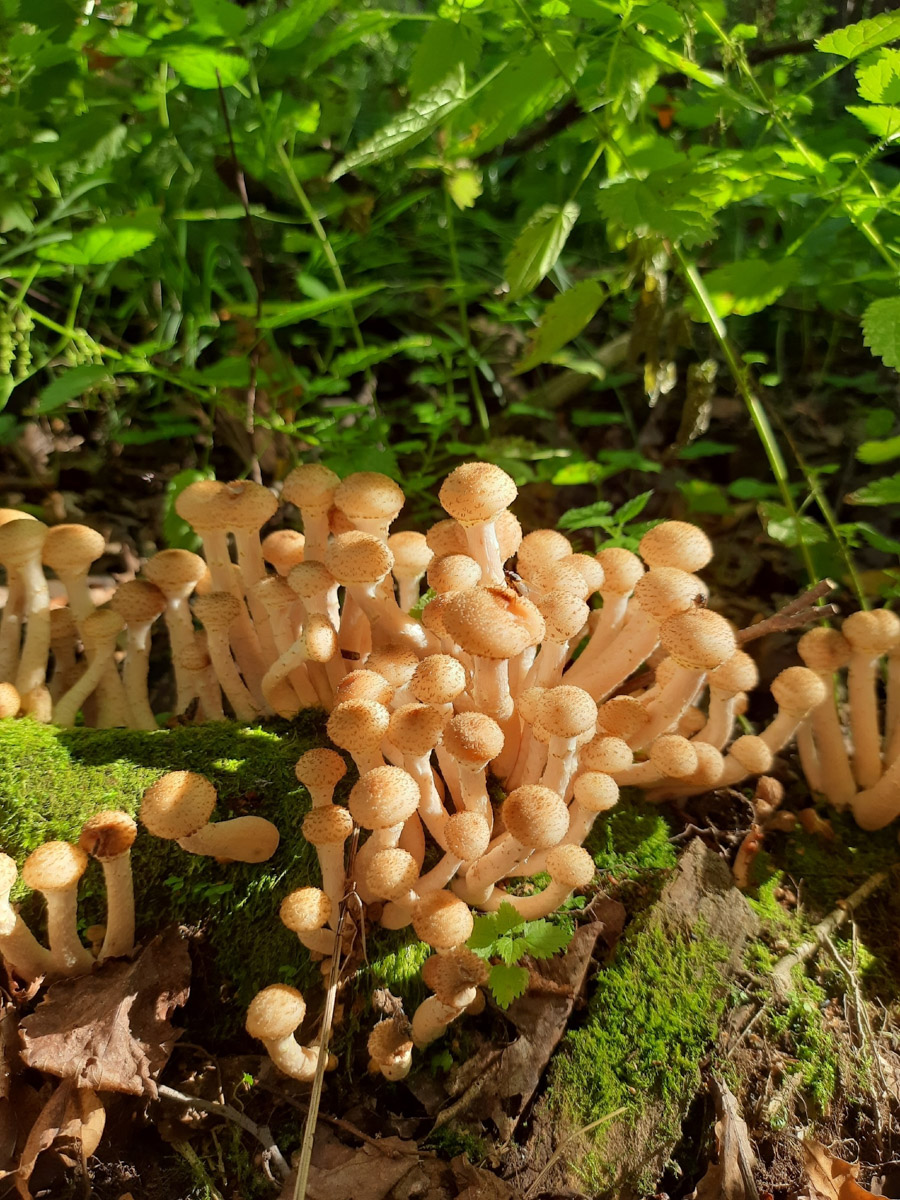 Жители Владимирской области не теряют время зря. В погожие деньки они с удовольствием гуляют по лесу с корзинками. И результаты тихой охоты впечатляют. В регионе настоящий грибной бум.