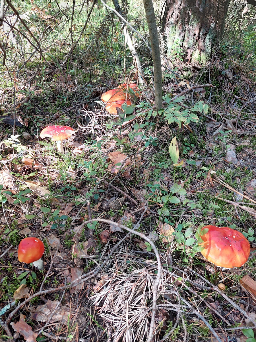 Жители Владимирской области не теряют время зря. В погожие деньки они с удовольствием гуляют по лесу с корзинками. И результаты тихой охоты впечатляют. В регионе настоящий грибной бум.