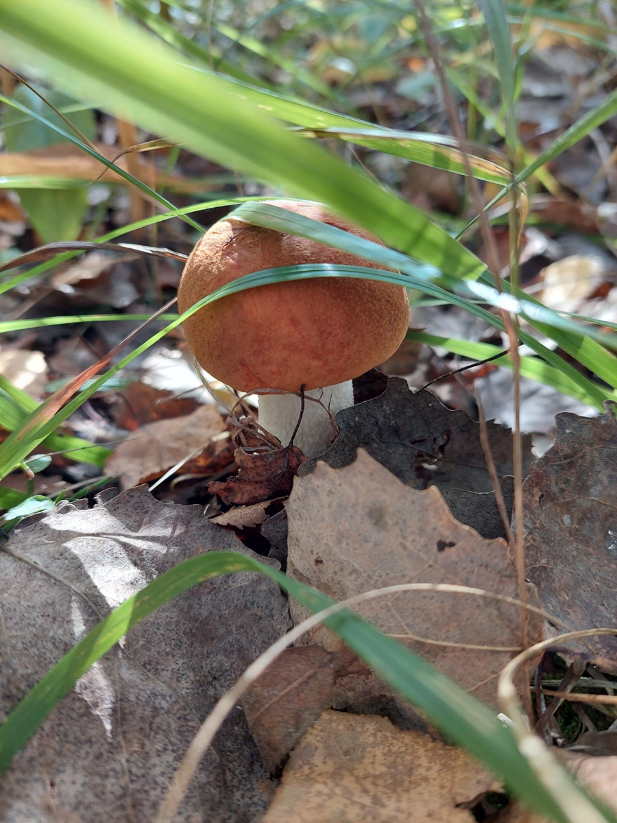 Жители Владимирской области не теряют время зря. В погожие деньки они с удовольствием гуляют по лесу с корзинками. И результаты тихой охоты впечатляют. В регионе настоящий грибной бум.