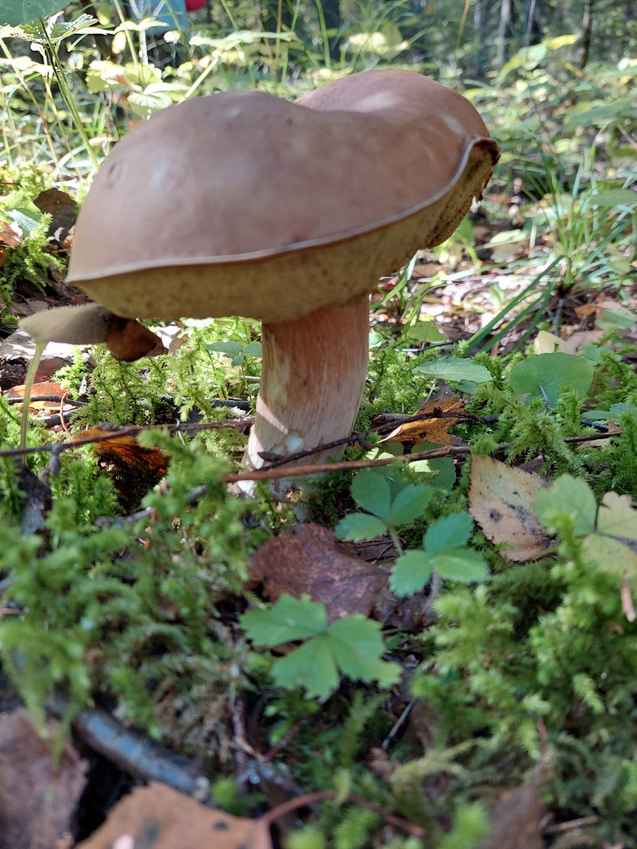 Жители Владимирской области не теряют время зря. В погожие деньки они с удовольствием гуляют по лесу с корзинками. И результаты тихой охоты впечатляют. В регионе настоящий грибной бум.
