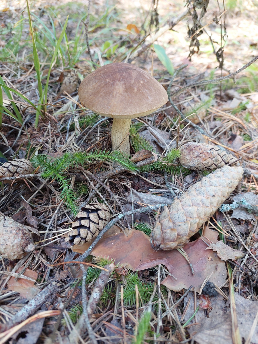 Жители Владимирской области не теряют время зря. В погожие деньки они с удовольствием гуляют по лесу с корзинками. И результаты тихой охоты впечатляют. В регионе настоящий грибной бум.