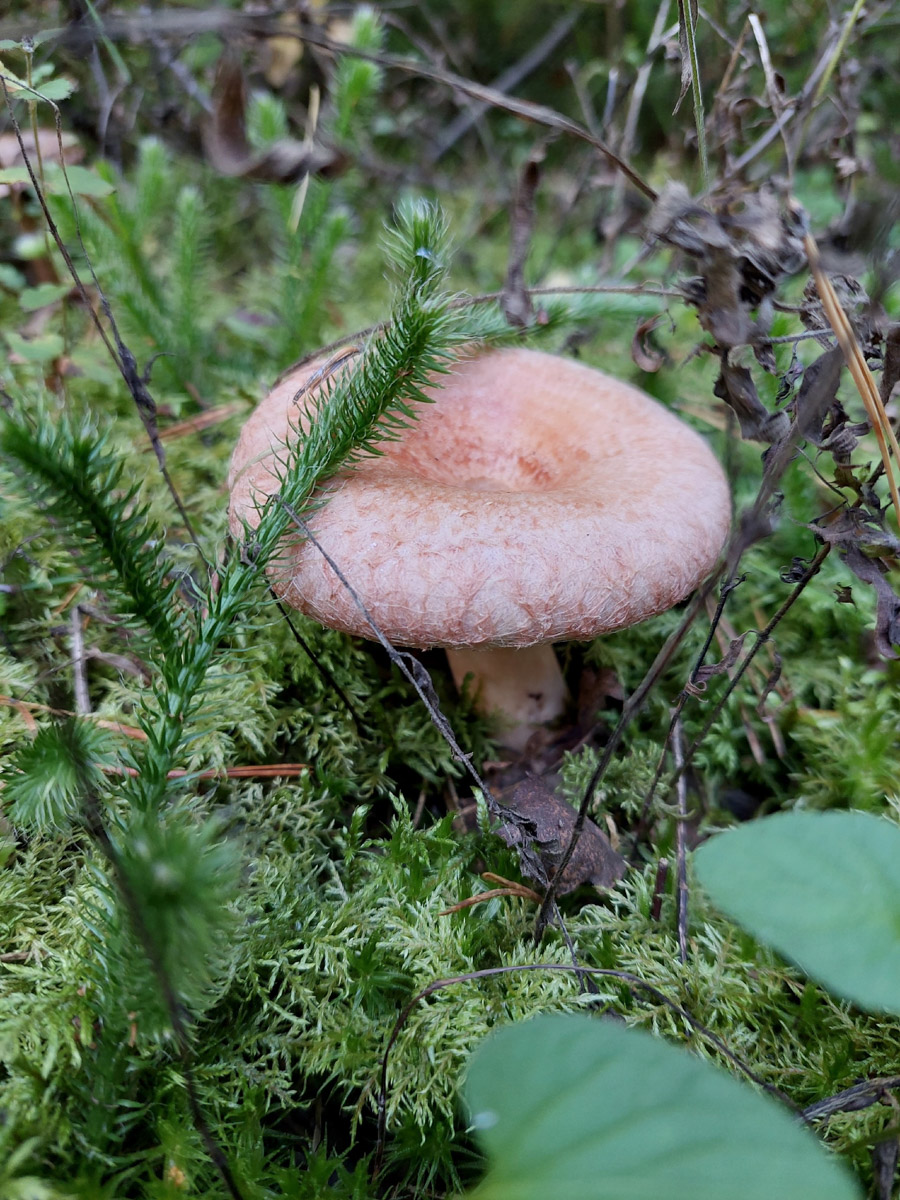 Жители Владимирской области не теряют время зря. В погожие деньки они с удовольствием гуляют по лесу с корзинками. И результаты тихой охоты впечатляют. В регионе настоящий грибной бум.