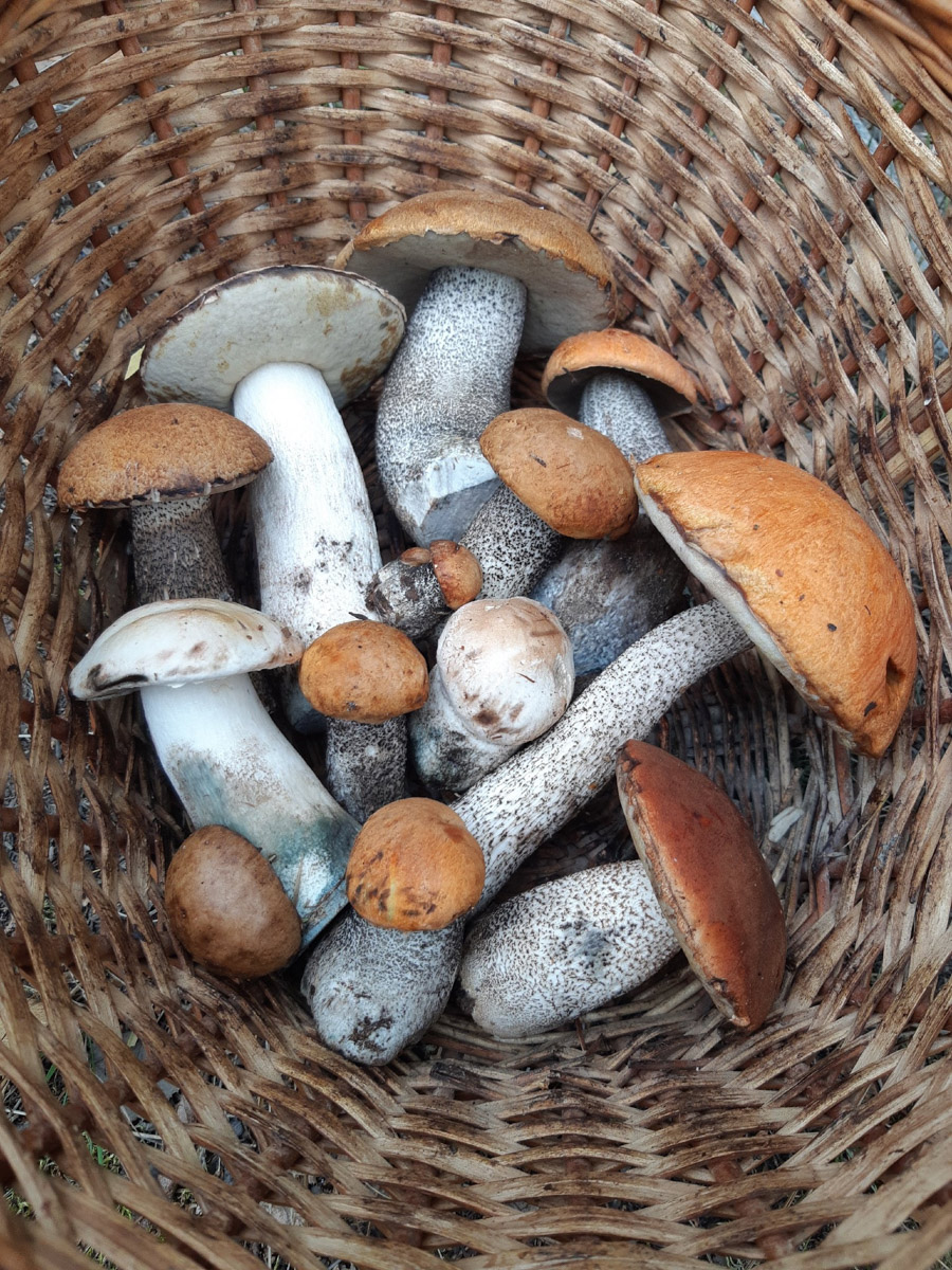 Жители Владимирской области не теряют время зря. В погожие деньки они с удовольствием гуляют по лесу с корзинками. И результаты тихой охоты впечатляют. В регионе настоящий грибной бум.