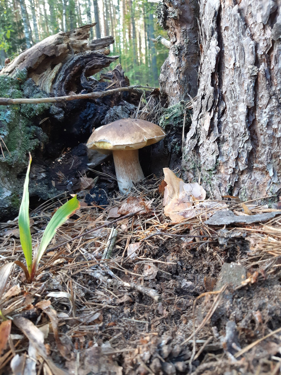 Жители Владимирской области не теряют время зря. В погожие деньки они с удовольствием гуляют по лесу с корзинками. И результаты тихой охоты впечатляют. В регионе настоящий грибной бум.
