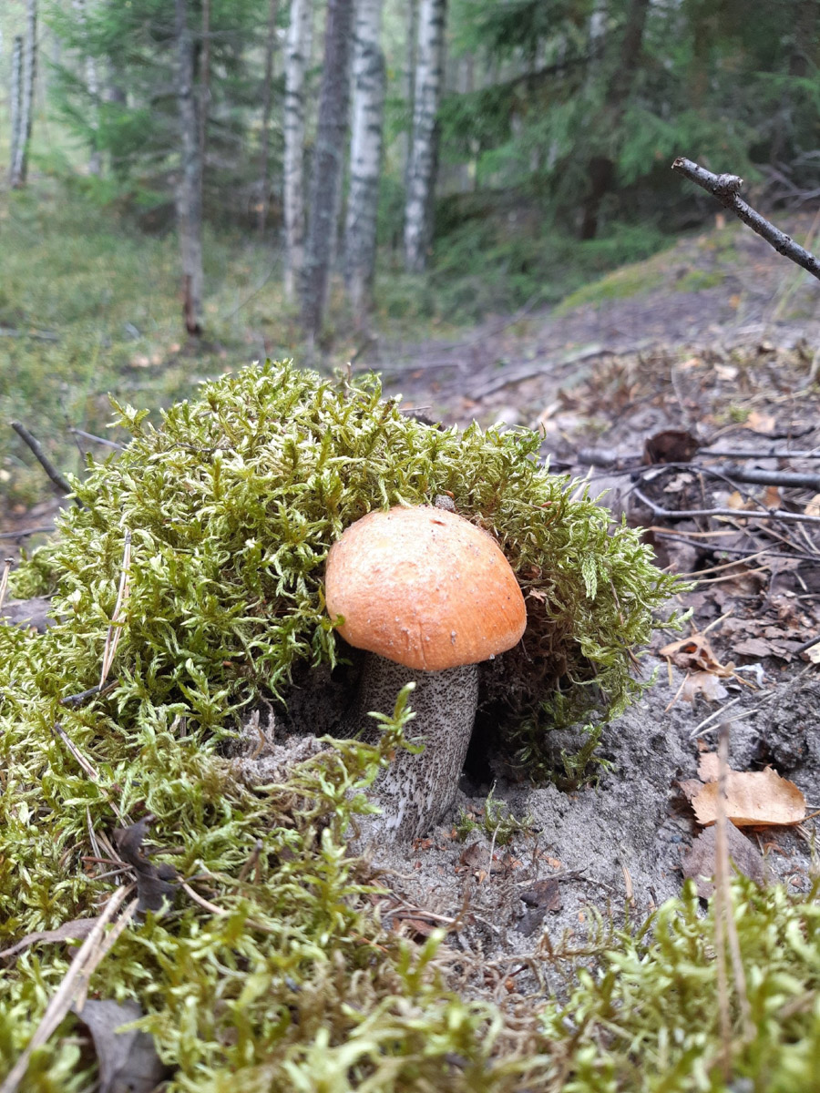 Жители Владимирской области не теряют время зря. В погожие деньки они с удовольствием гуляют по лесу с корзинками. И результаты тихой охоты впечатляют. В регионе настоящий грибной бум.