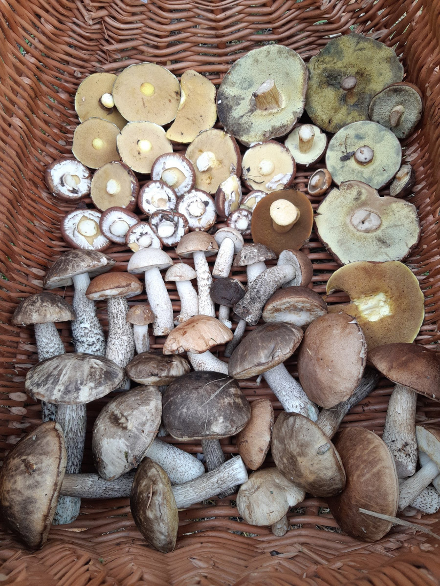 Жители Владимирской области не теряют время зря. В погожие деньки они с удовольствием гуляют по лесу с корзинками. И результаты тихой охоты впечатляют. В регионе настоящий грибной бум.