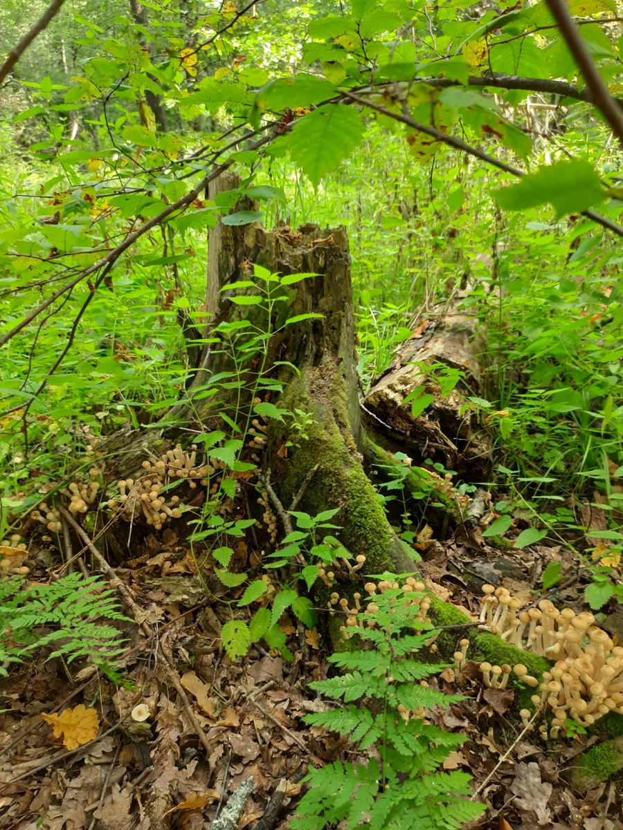 Жители Владимирской области не теряют время зря. В погожие деньки они с удовольствием гуляют по лесу с корзинками. И результаты тихой охоты впечатляют. В регионе настоящий грибной бум.