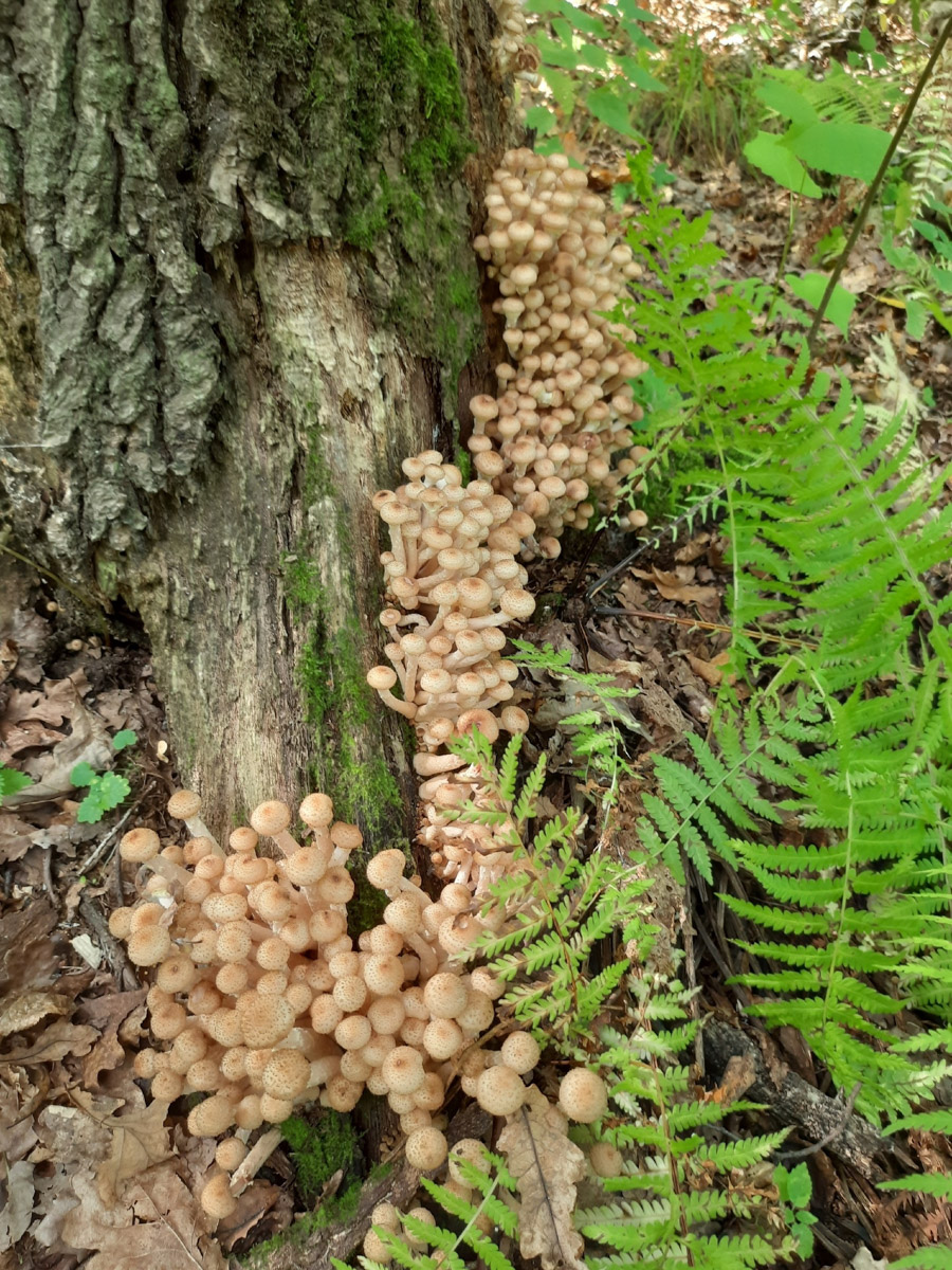 Жители Владимирской области не теряют время зря. В погожие деньки они с удовольствием гуляют по лесу с корзинками. И результаты тихой охоты впечатляют. В регионе настоящий грибной бум.