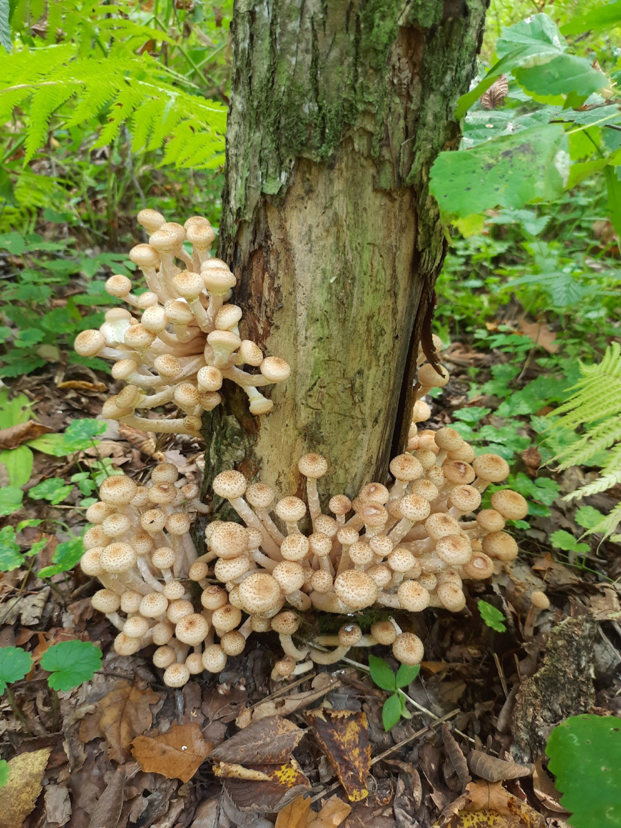 Жители Владимирской области не теряют время зря. В погожие деньки они с удовольствием гуляют по лесу с корзинками. И результаты тихой охоты впечатляют. В регионе настоящий грибной бум.
