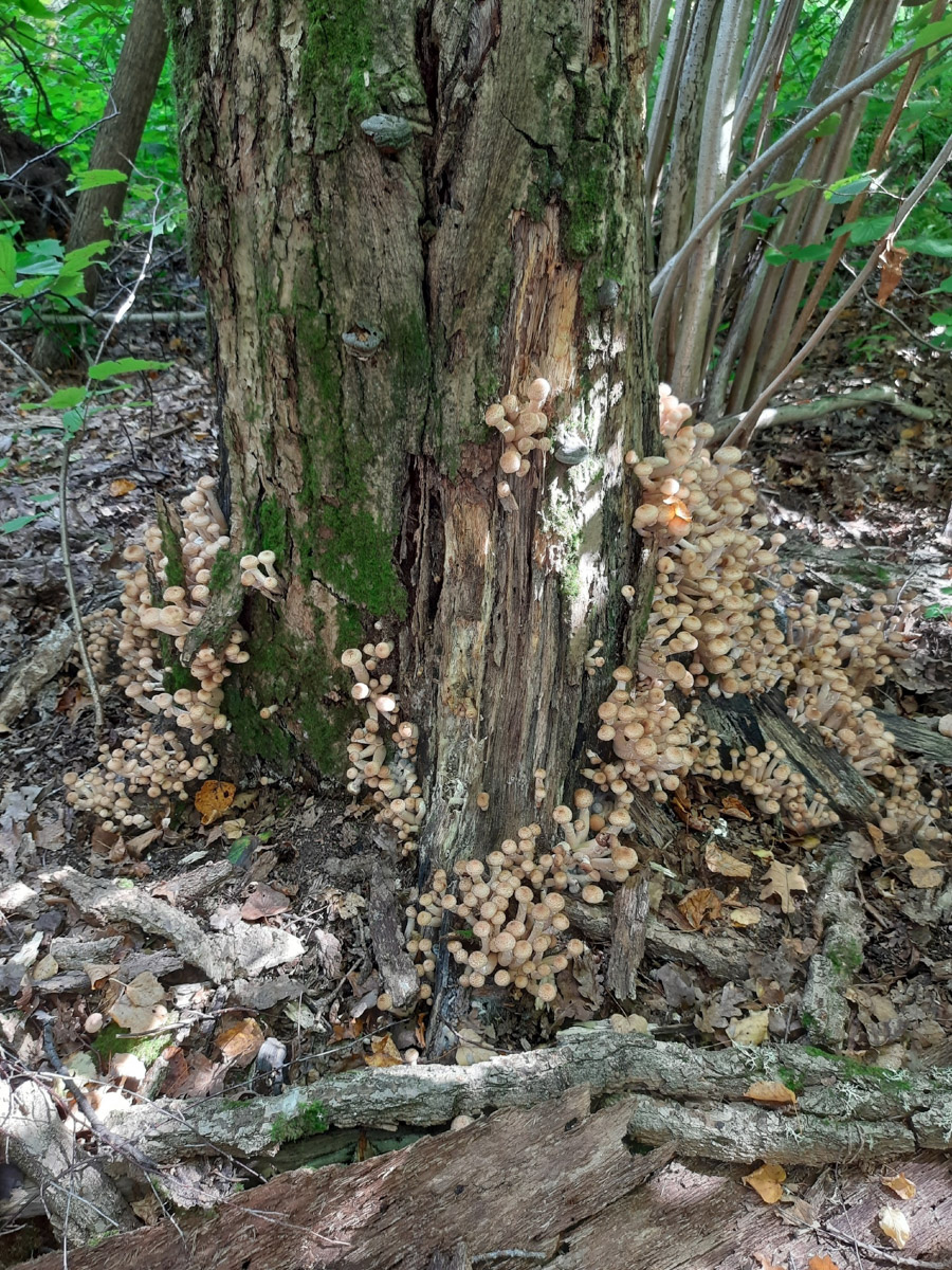 Жители Владимирской области не теряют время зря. В погожие деньки они с удовольствием гуляют по лесу с корзинками. И результаты тихой охоты впечатляют. В регионе настоящий грибной бум.
