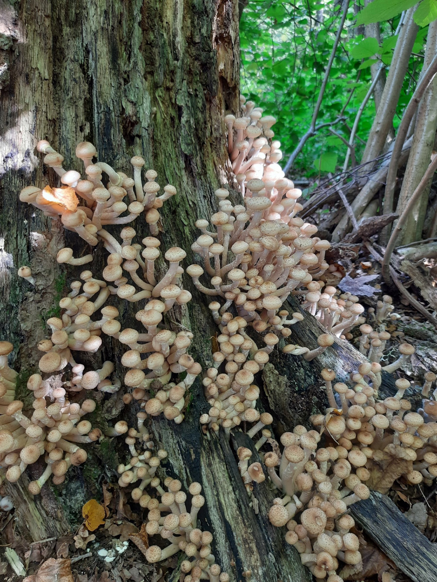 Жители Владимирской области не теряют время зря. В погожие деньки они с удовольствием гуляют по лесу с корзинками. И результаты тихой охоты впечатляют. В регионе настоящий грибной бум.