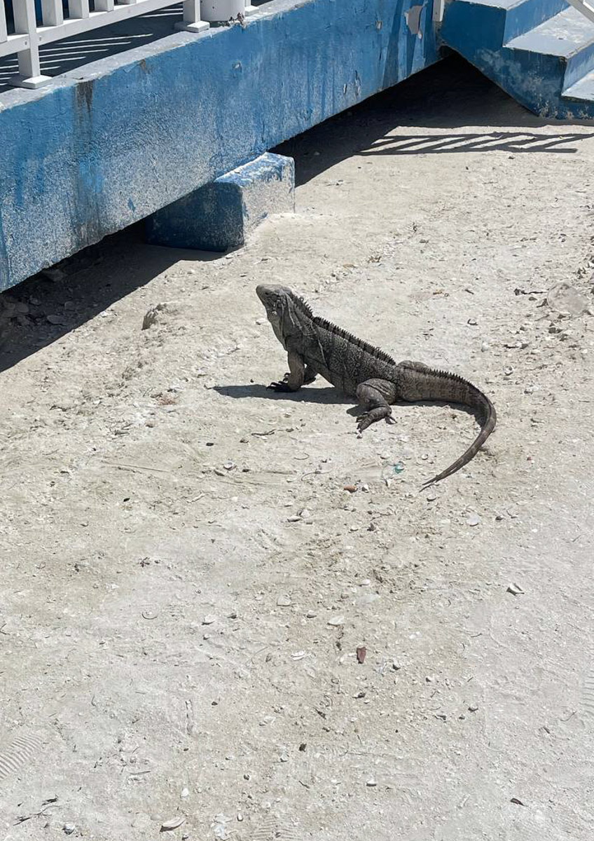 Летом этого года Куба стала одним из самых популярных направлений среди российских туристов. Только по официальным данным количество отдыхающих из нашей страны там выросло в полтора раза. Среди тех, кто выбирает белые песчаные пляжи и романтические пейзажи, все больше жителей нашего города. Среди них оказалась и Ольга Богданова, которая отметила на Острове свободы свой день рождения.
