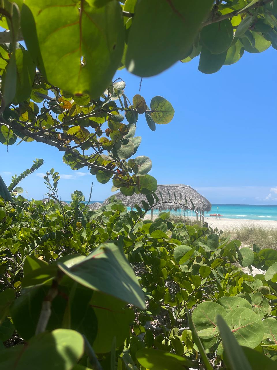 Летом этого года Куба стала одним из самых популярных направлений среди российских туристов. Только по официальным данным количество отдыхающих из нашей страны там выросло в полтора раза. Среди тех, кто выбирает белые песчаные пляжи и романтические пейзажи, все больше жителей нашего города. Среди них оказалась и Ольга Богданова, которая отметила на Острове свободы свой день рождения.