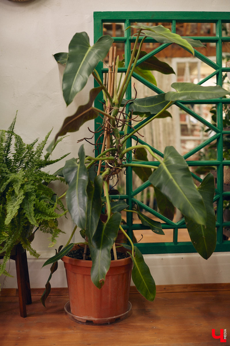 Законсервированная владимирская электростанция продолжает притягивать креативных людей. На территории пространства ТЭЦ-1 уже прошла театральная постановка, а сейчас там разместилась новая зеленая студия. Проект для нашего города необычный. В чем его суть? Авторы рассказали об этом «Ключ-Медиа» в день открытия локации.