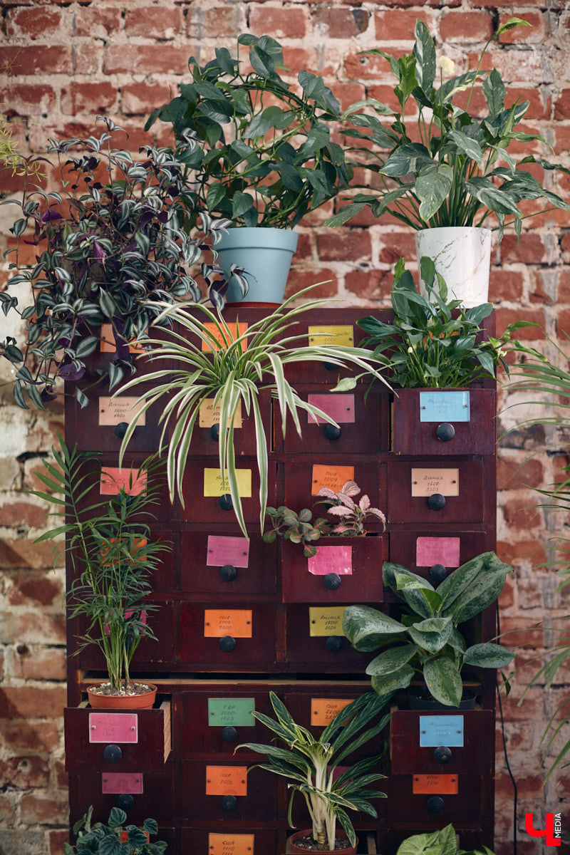 Законсервированная владимирская электростанция продолжает притягивать креативных людей. На территории пространства ТЭЦ-1 уже прошла театральная постановка, а сейчас там разместилась новая зеленая студия. Проект для нашего города необычный. В чем его суть? Авторы рассказали об этом «Ключ-Медиа» в день открытия локации.