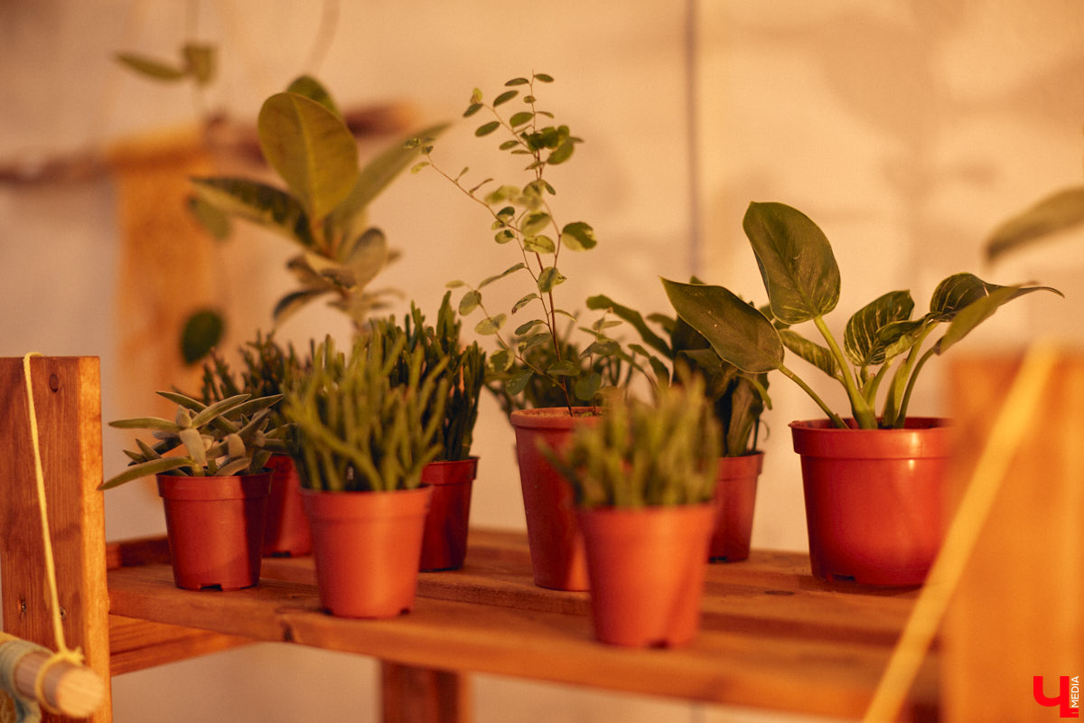 Законсервированная владимирская электростанция продолжает притягивать креативных людей. На территории пространства ТЭЦ-1 уже прошла театральная постановка, а сейчас там разместилась новая зеленая студия. Проект для нашего города необычный. В чем его суть? Авторы рассказали об этом «Ключ-Медиа» в день открытия локации.