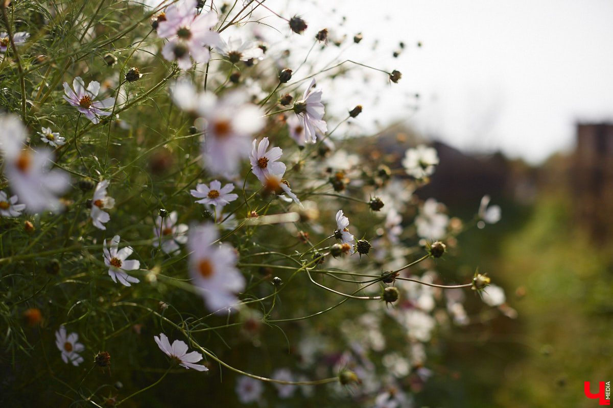 Однажды в общественном транспорте две женщины громко спорили, где растут самые вкусные яблоки. Одна говорила, что в МЮДе, другая уверяла, что в поселке Садовом. И обе оказались правы. Что еще интересного есть в этом районе, на сегодняшней экскурсии нам поведал местный художник Антон Ёжкин.